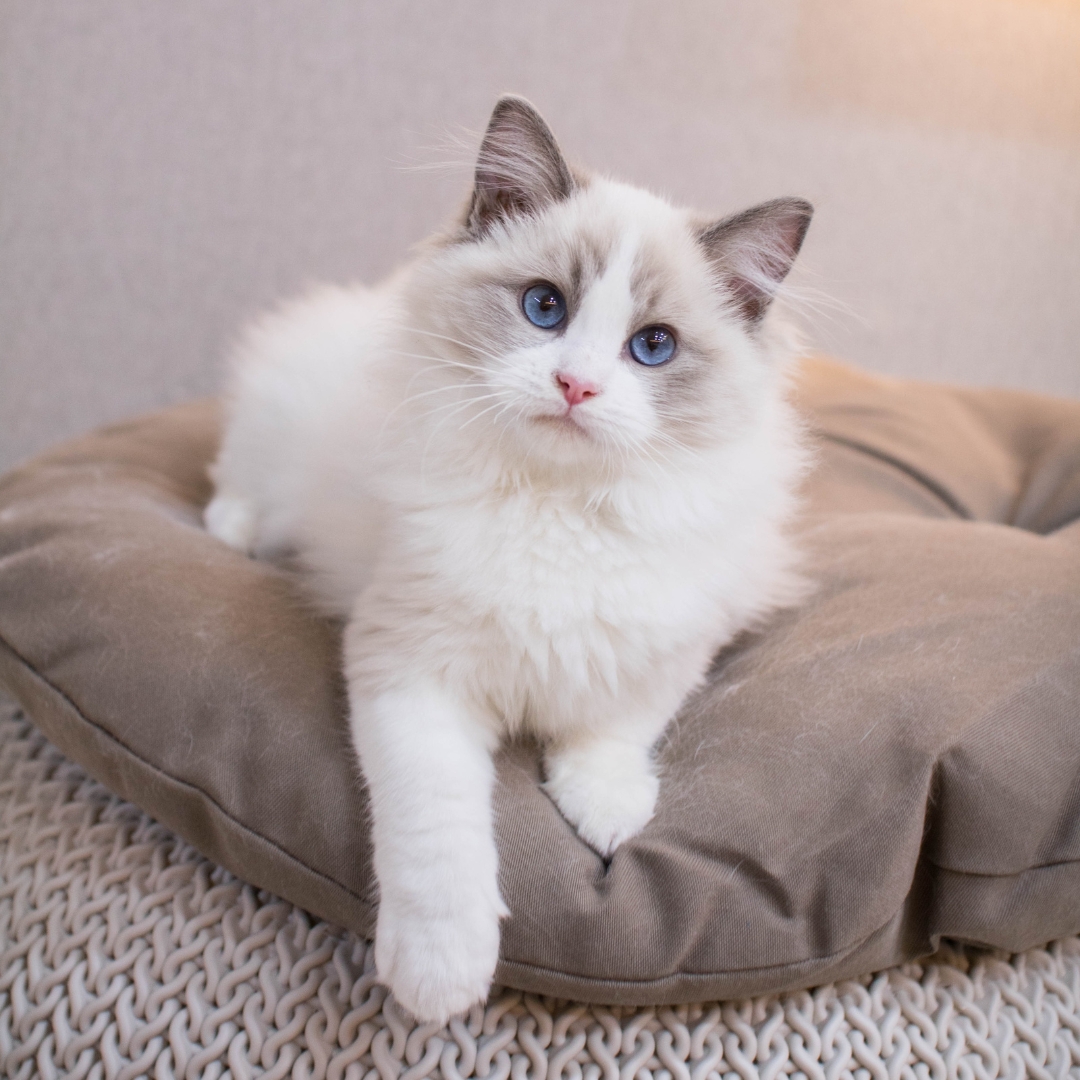 kitten with blue eyes sitting calmly on a soft pillow