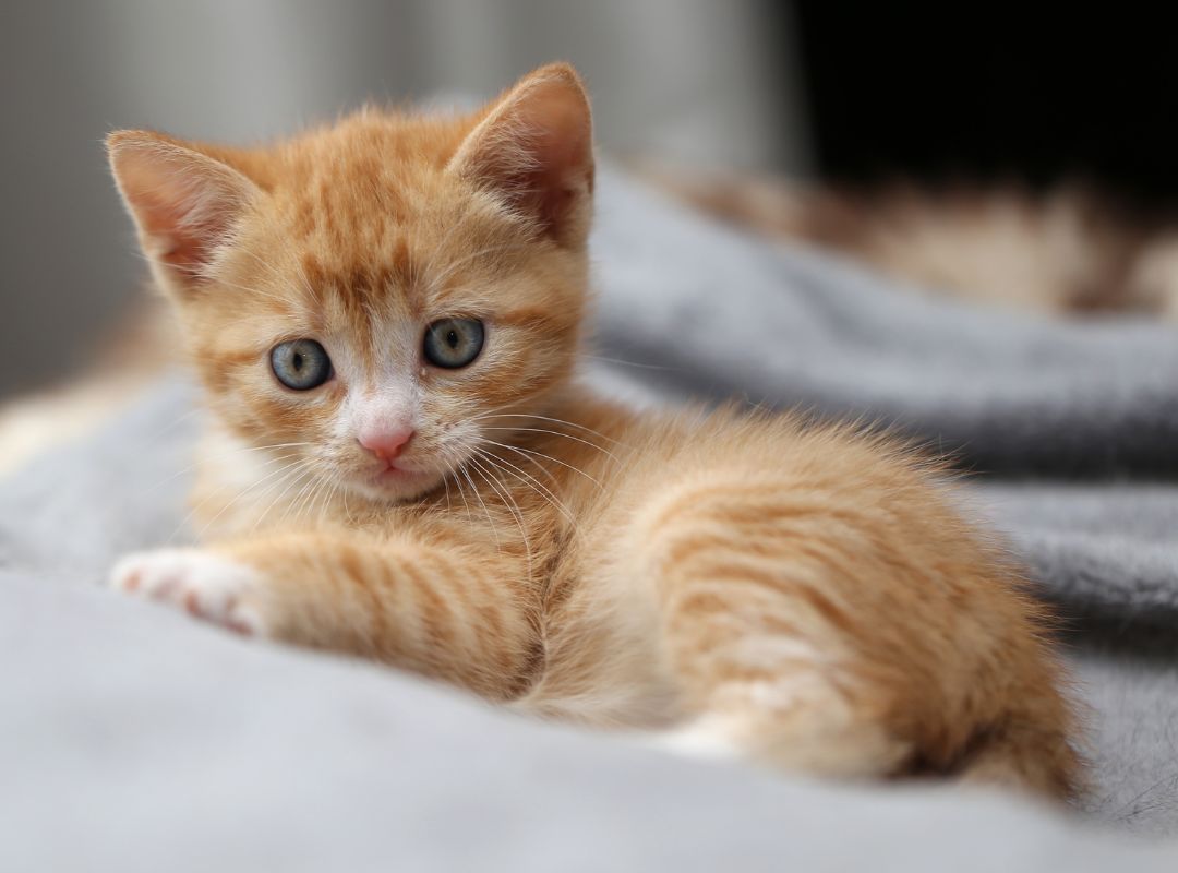 Cute kitten lying on the bed