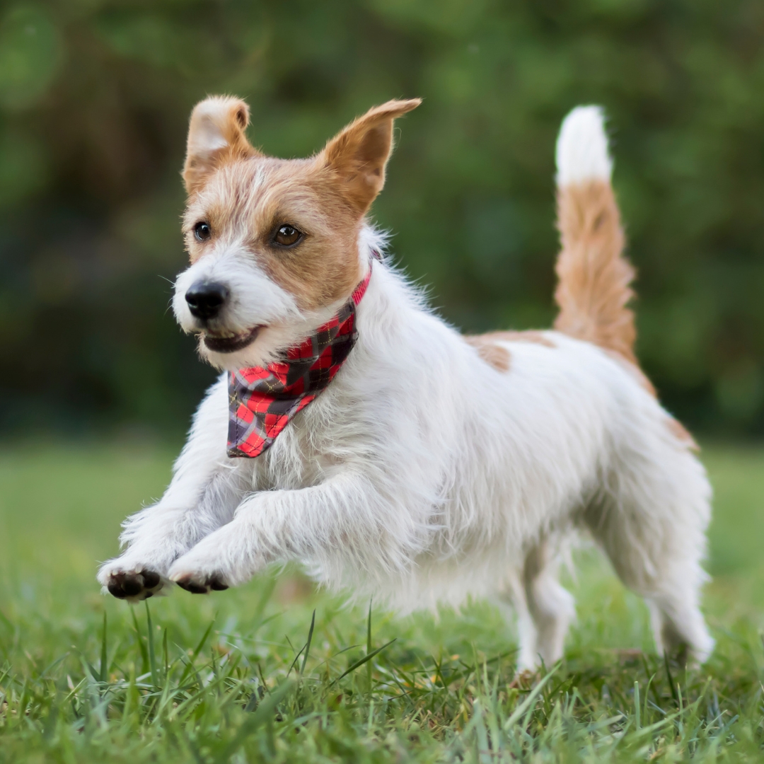 A dog joyfully running through green grass