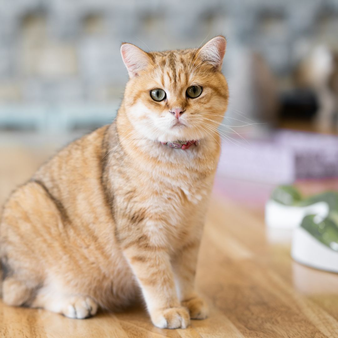 A cat sitting on a table