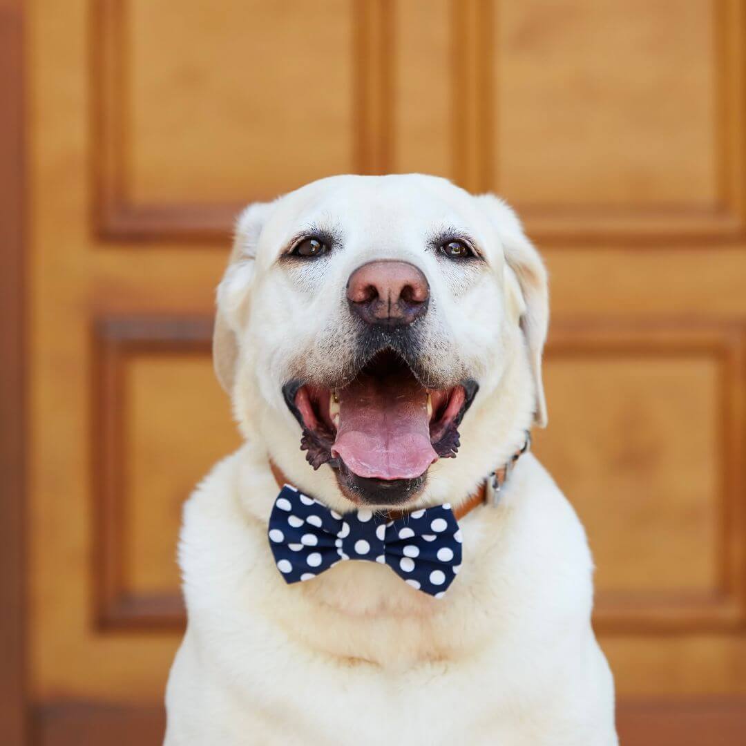 Happy dog wearing a bow tie