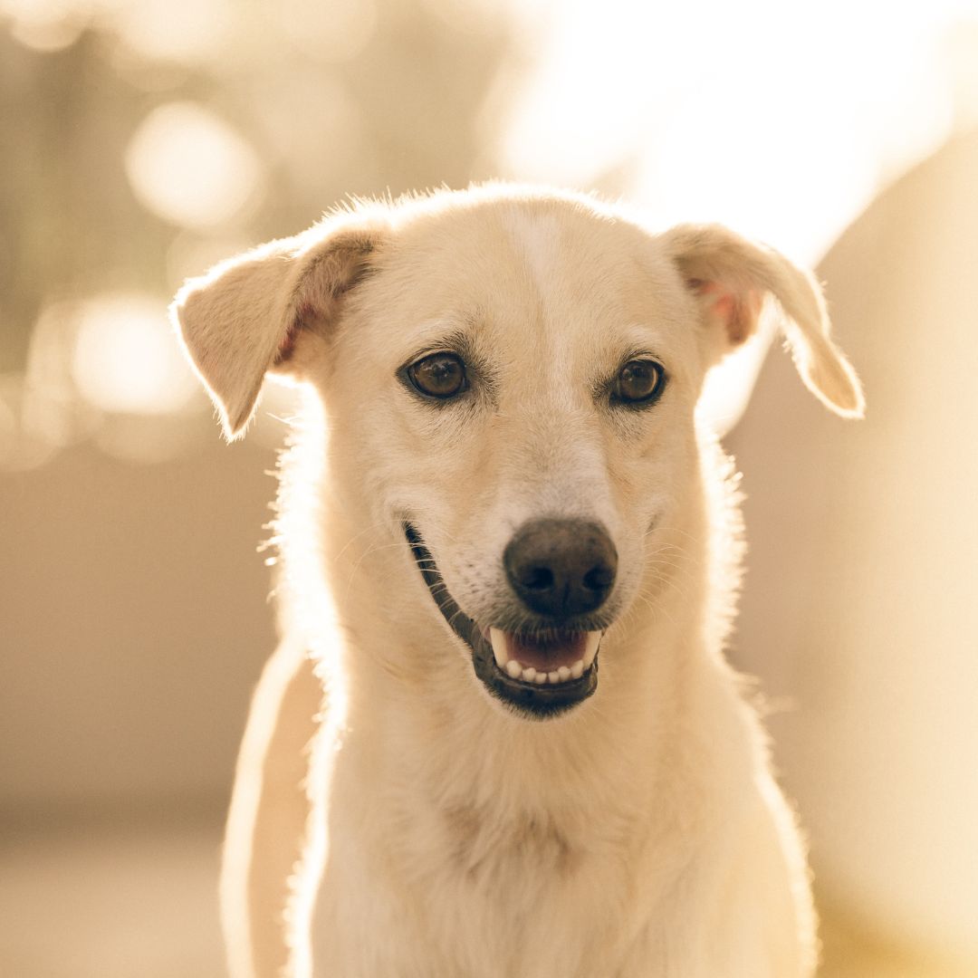 Happy white dog in a blurred background