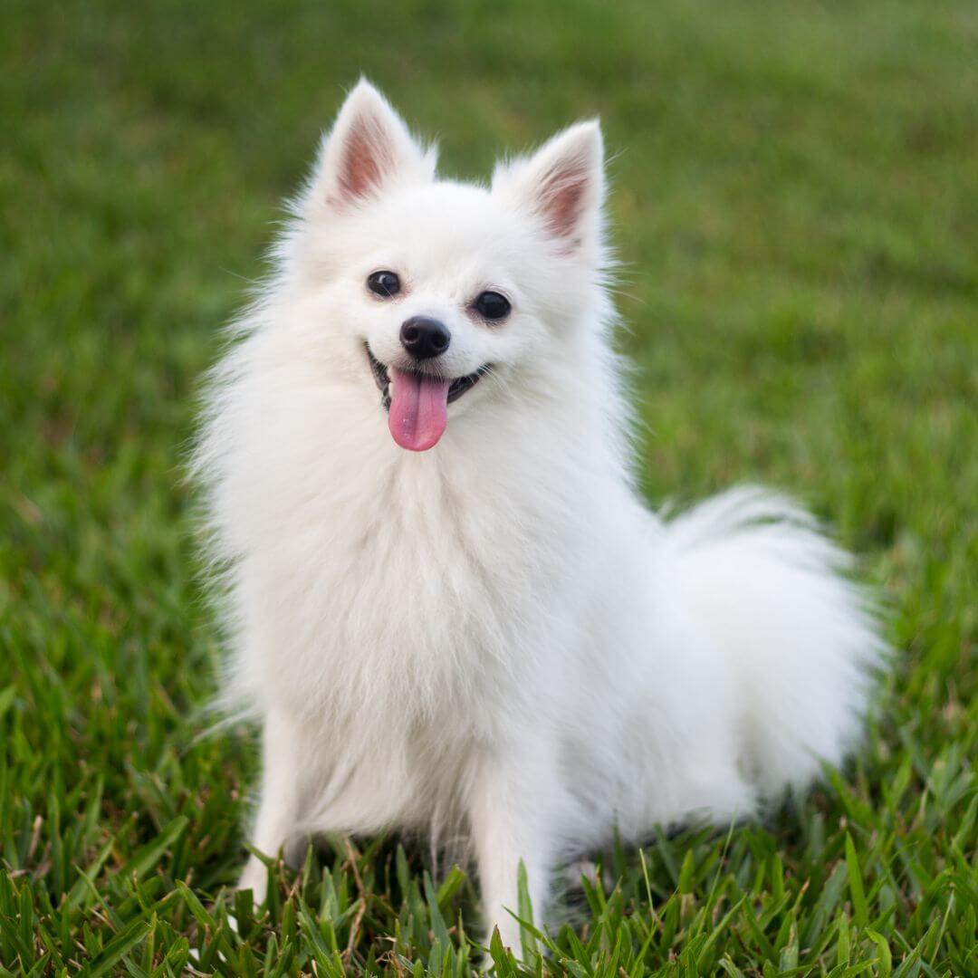 A happy white dog sitting on grass