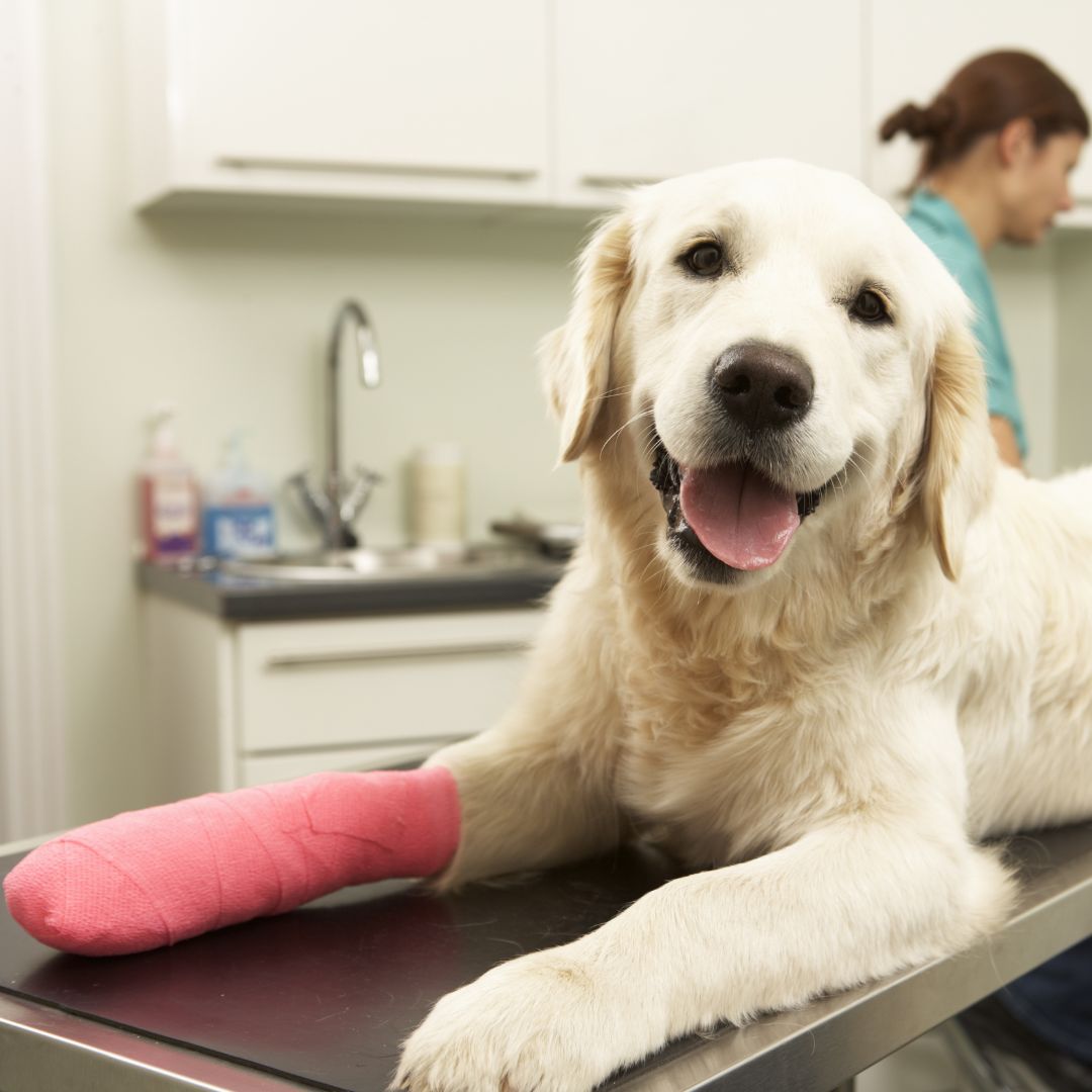 A dog lying on a table with a bandage on its leg