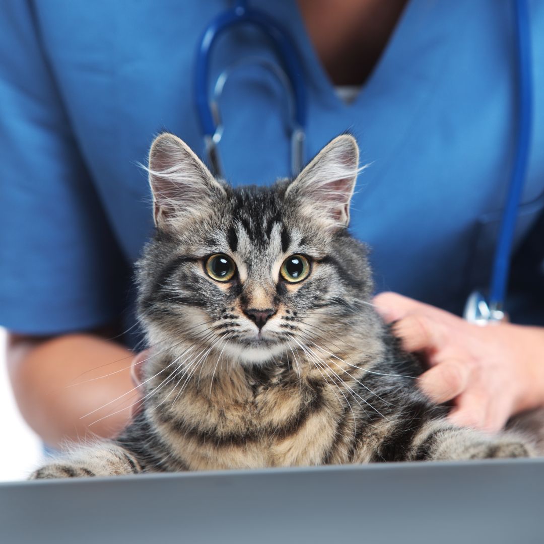 A vet gently holding and examining a cat on a table