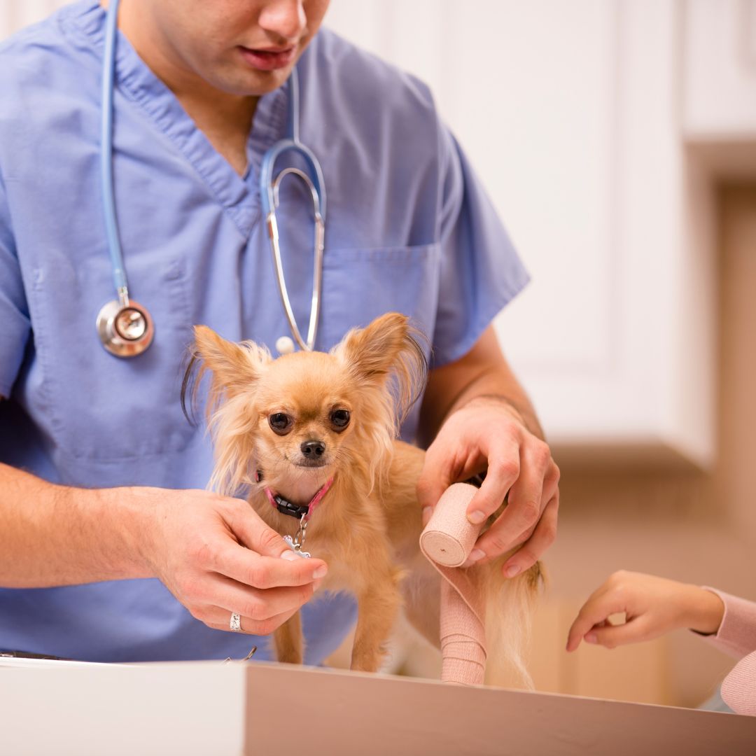 A vet putting bandage to a dog's leg