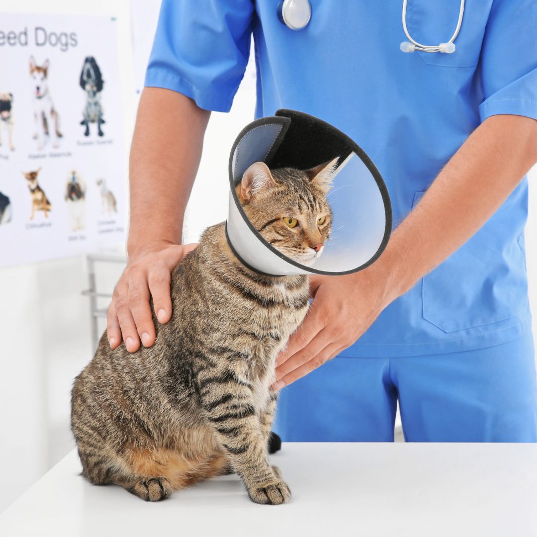 A vet examining a cat wearing a surgery collar